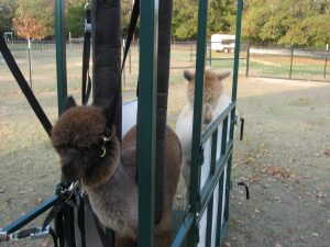 NEWS – Cady in our Alpaca chute, 2013