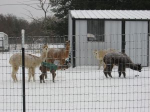 About Us — Alpacas in Snow