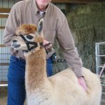 FAQ's about Alpacas — Charles & Alpaca