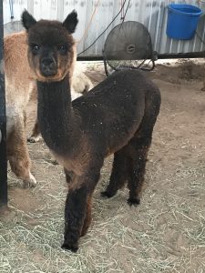 Which breed is one of your basic Alpaca questions list. 