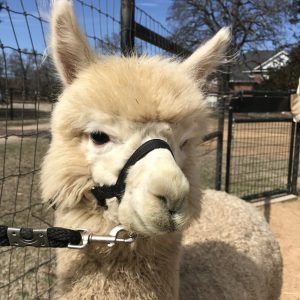 Herd animals by nature, your basic Alpaca questions list includes how many to start...